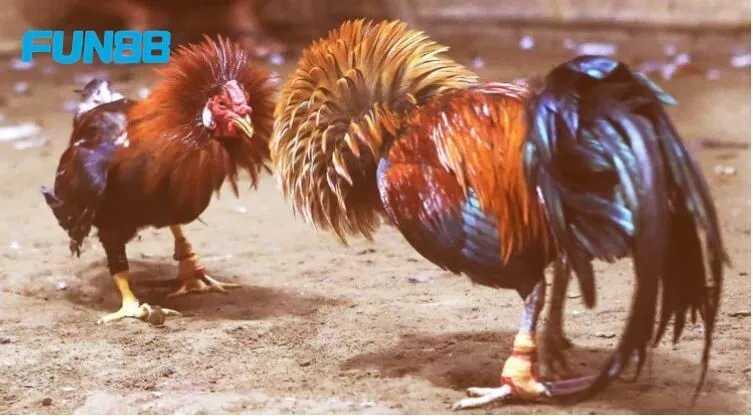 Bí quyết chọn kích thước cựa phù hợp