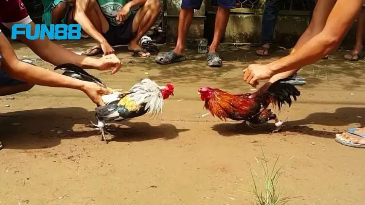 Cách nuôi gà đá hiệu quả là chọn giống gà tốt