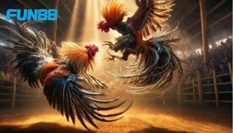 Đôi nét chung về dòng gà tử mị quý hiếm